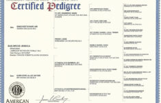 Free Printable Dog Pedigree Generator Free Printable