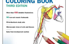 Free Printable Muscle Flashcards Free Printable