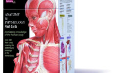 free printable muscle flashcards free printable Free Printable Muscle Flashcards Free Printable