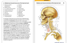 muscle anatomy flash cards and muscles of face anatomy flashcards Muscle Anatomy Flash Cards And Muscles Of Face Anatomy Flashcards