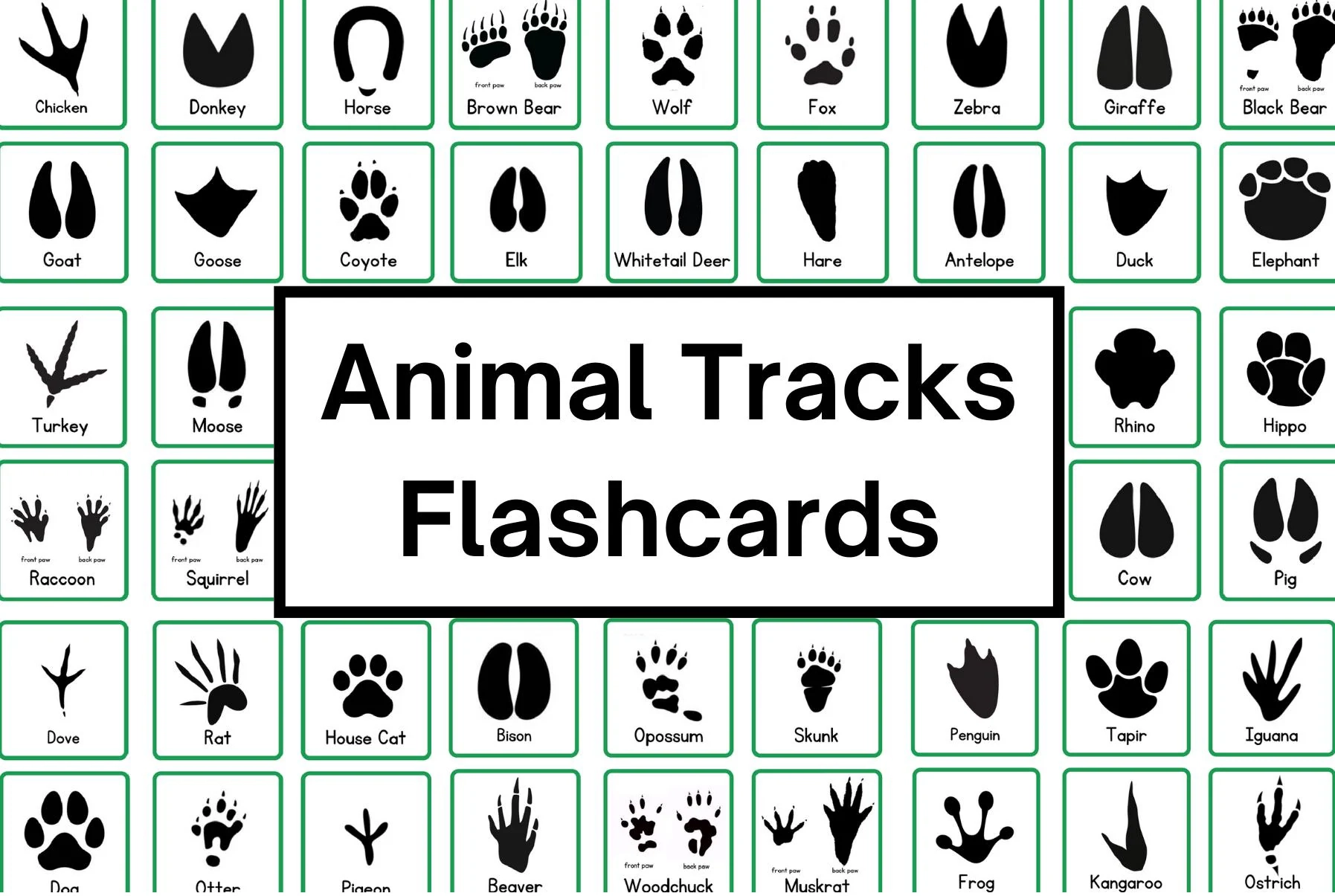Animal Tracks Flashcards Animal Paw Animal Tracks Flashcards Animal Paw