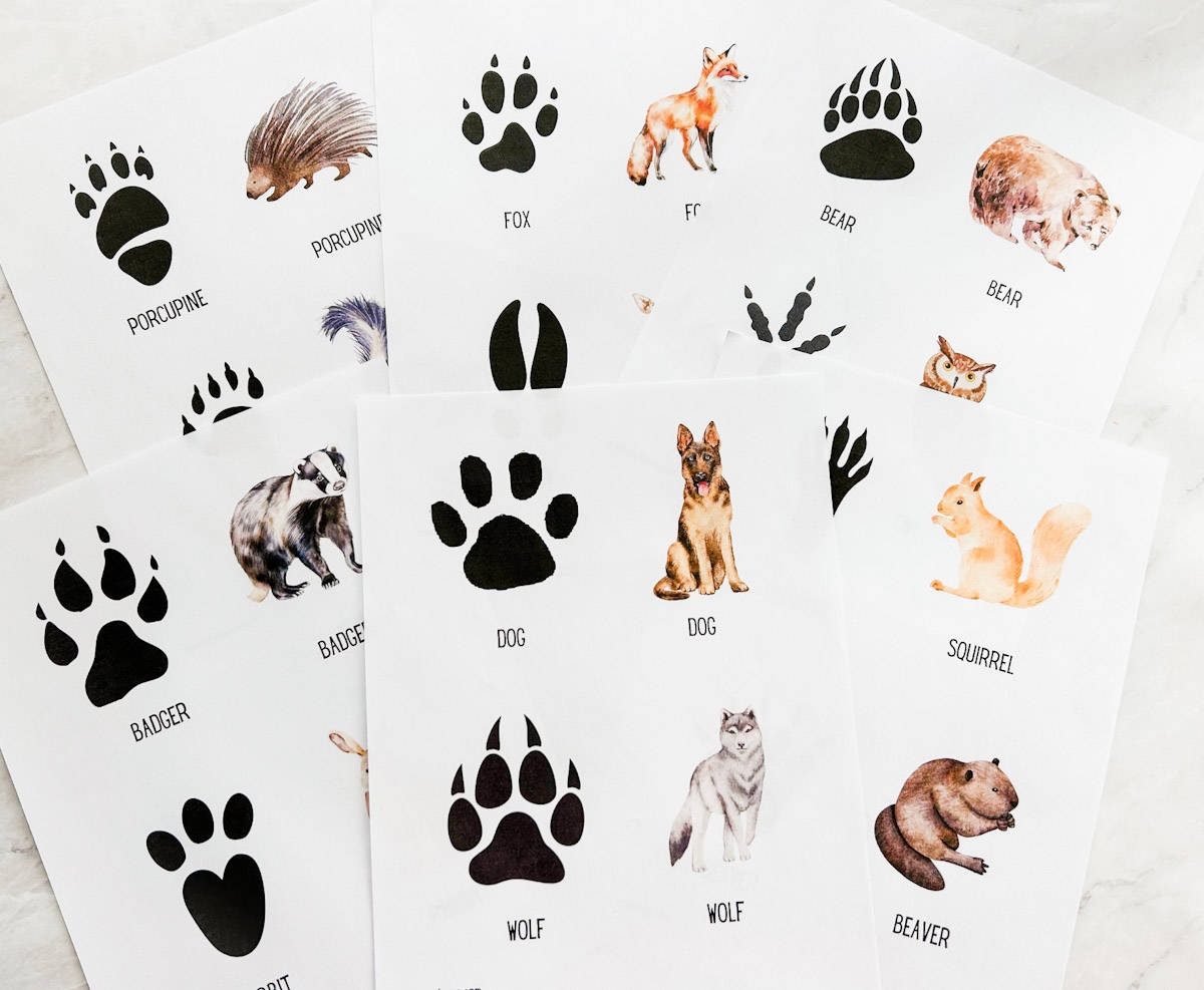 Animal Tracks Printable Cards Animal Tracks Printable Cards