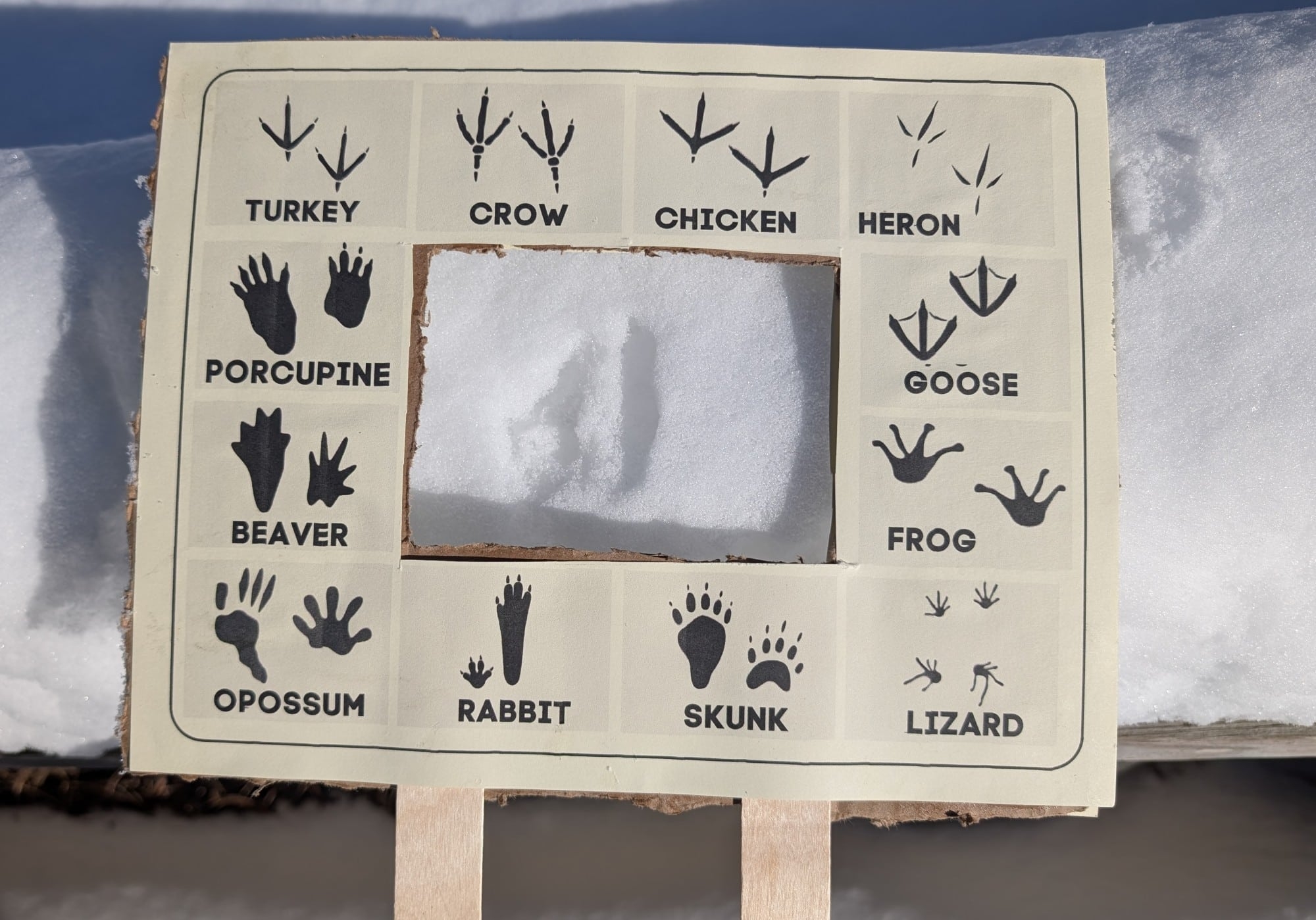 Animal Tracks Printable Animal Tracks Printable