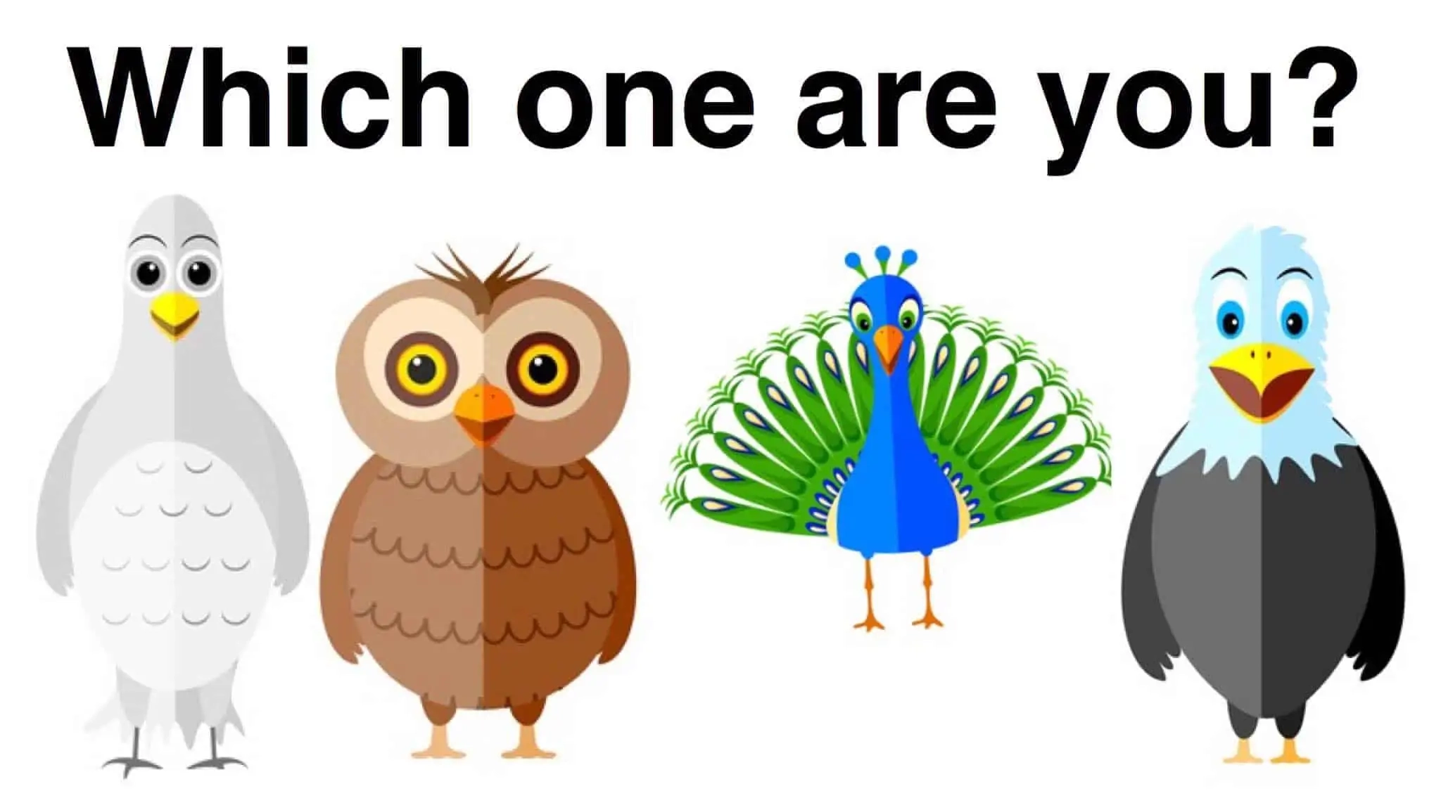 Bird Personality Reveal