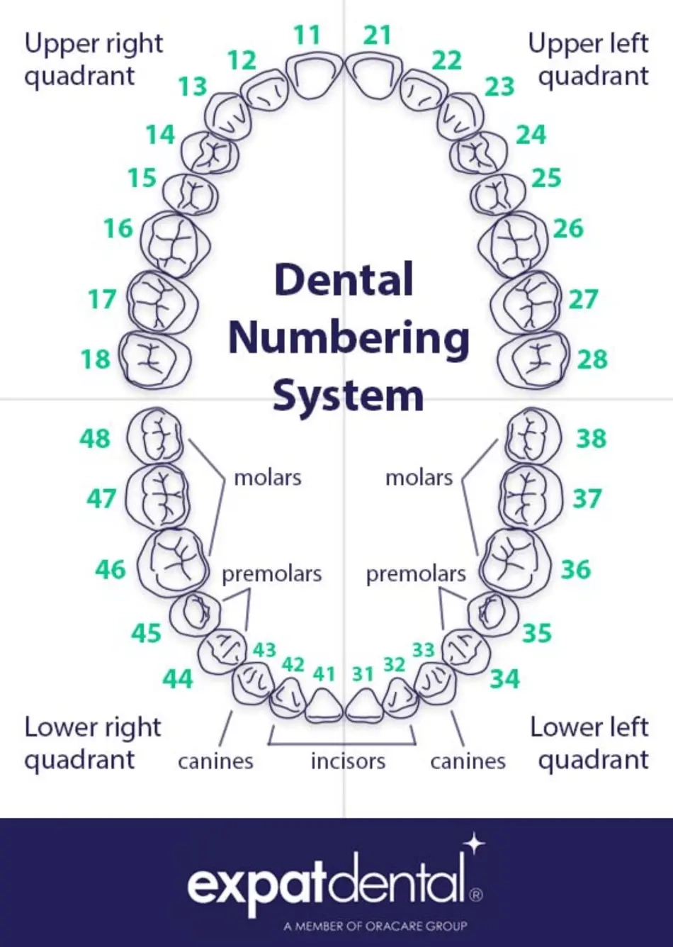tooth number chart printable tooth number chart printable