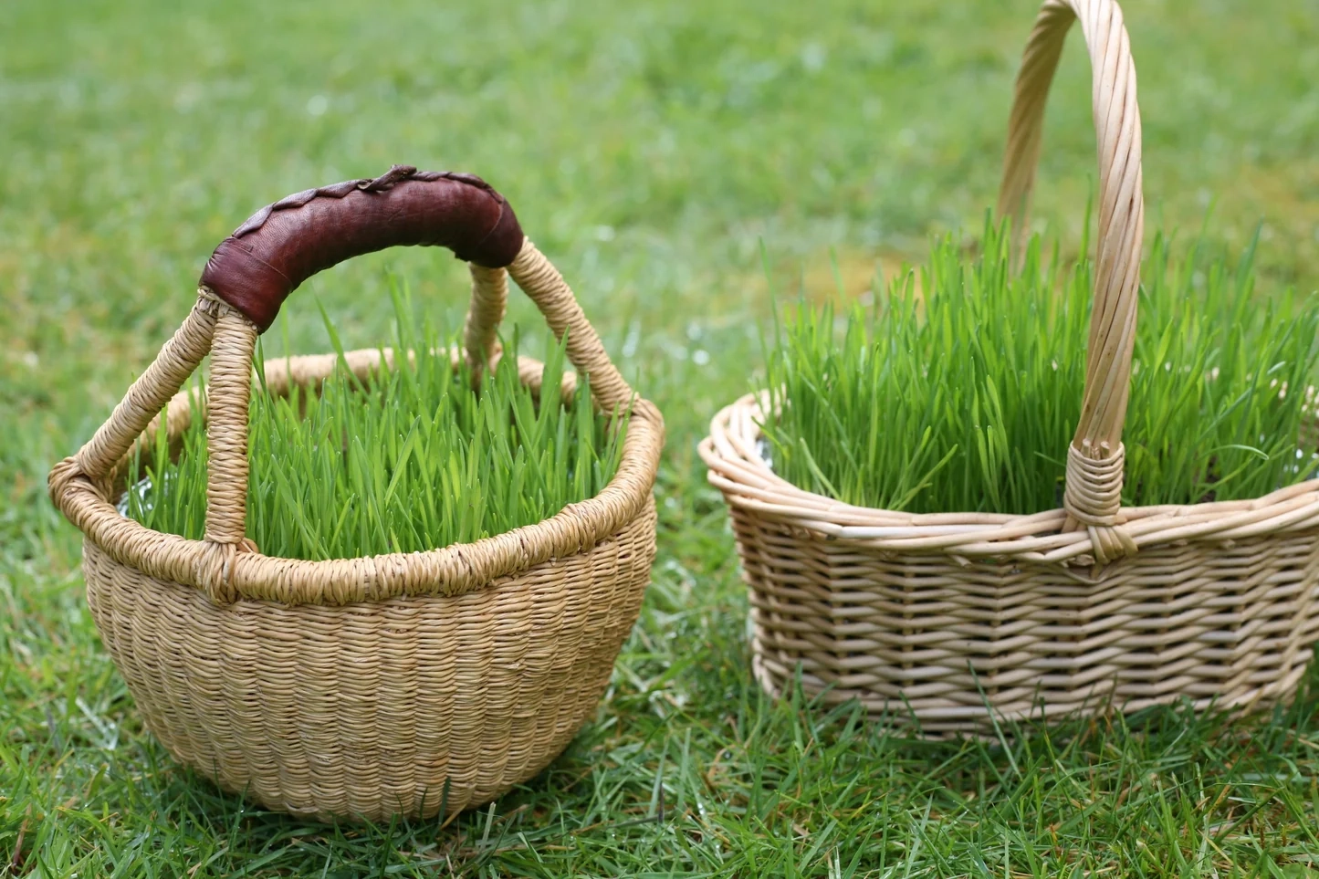 Grow Your Own Easter Grass For Natural Easter Baskets