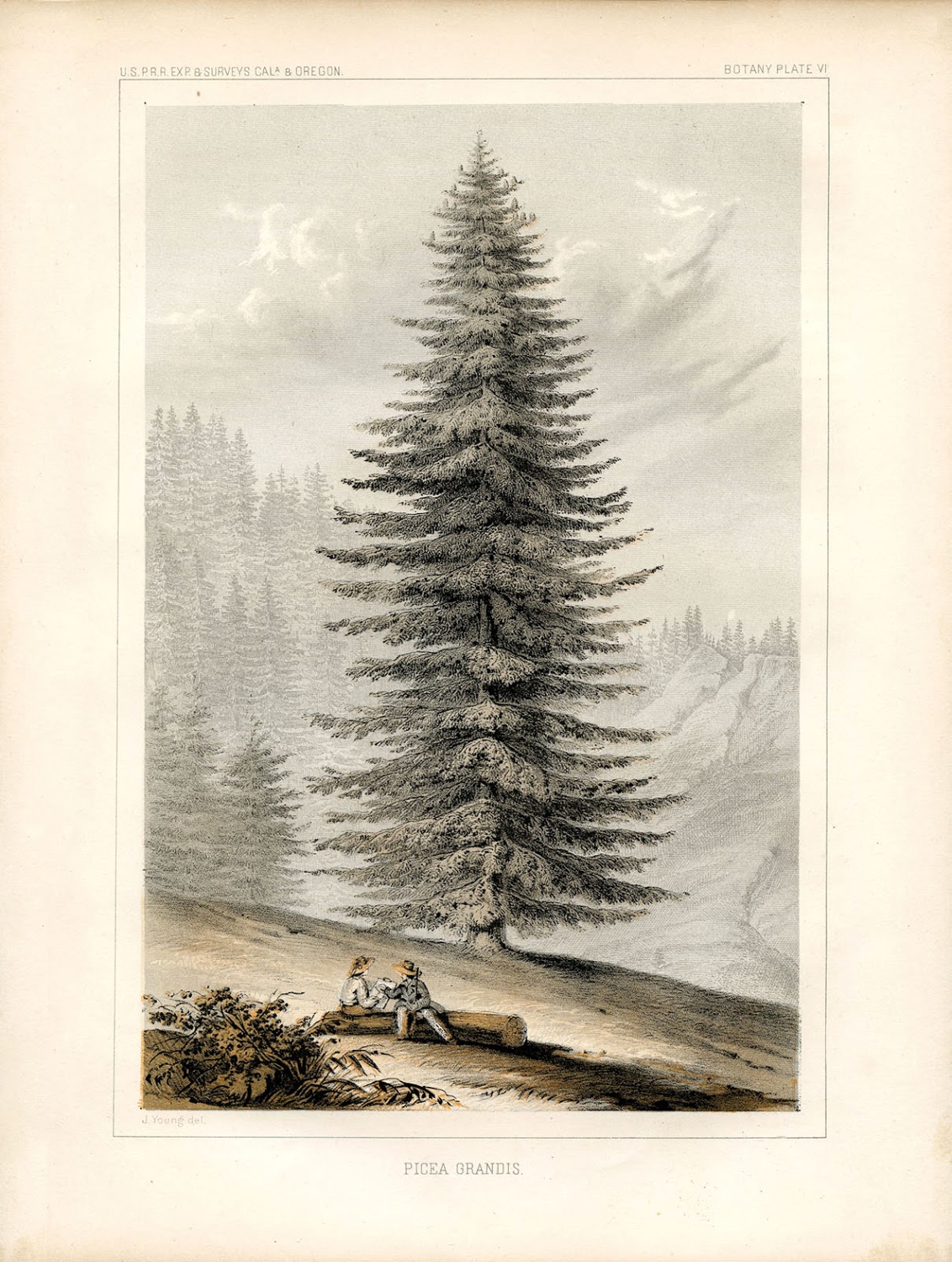 Instant Art Printable Glorious Giant Christmas Tree Botanical