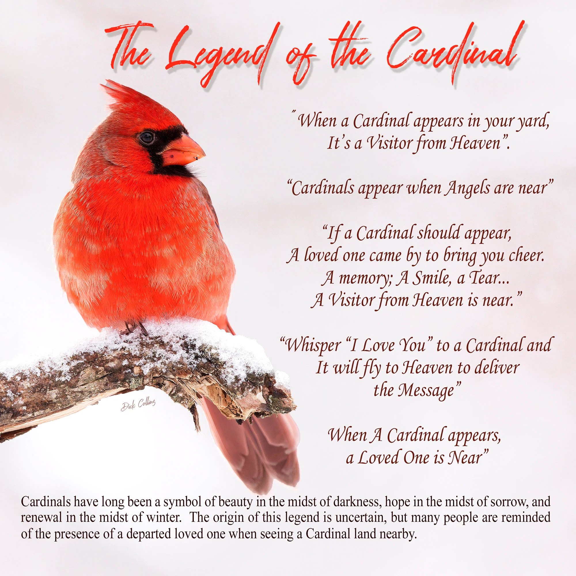 Legend Of Cardinal
