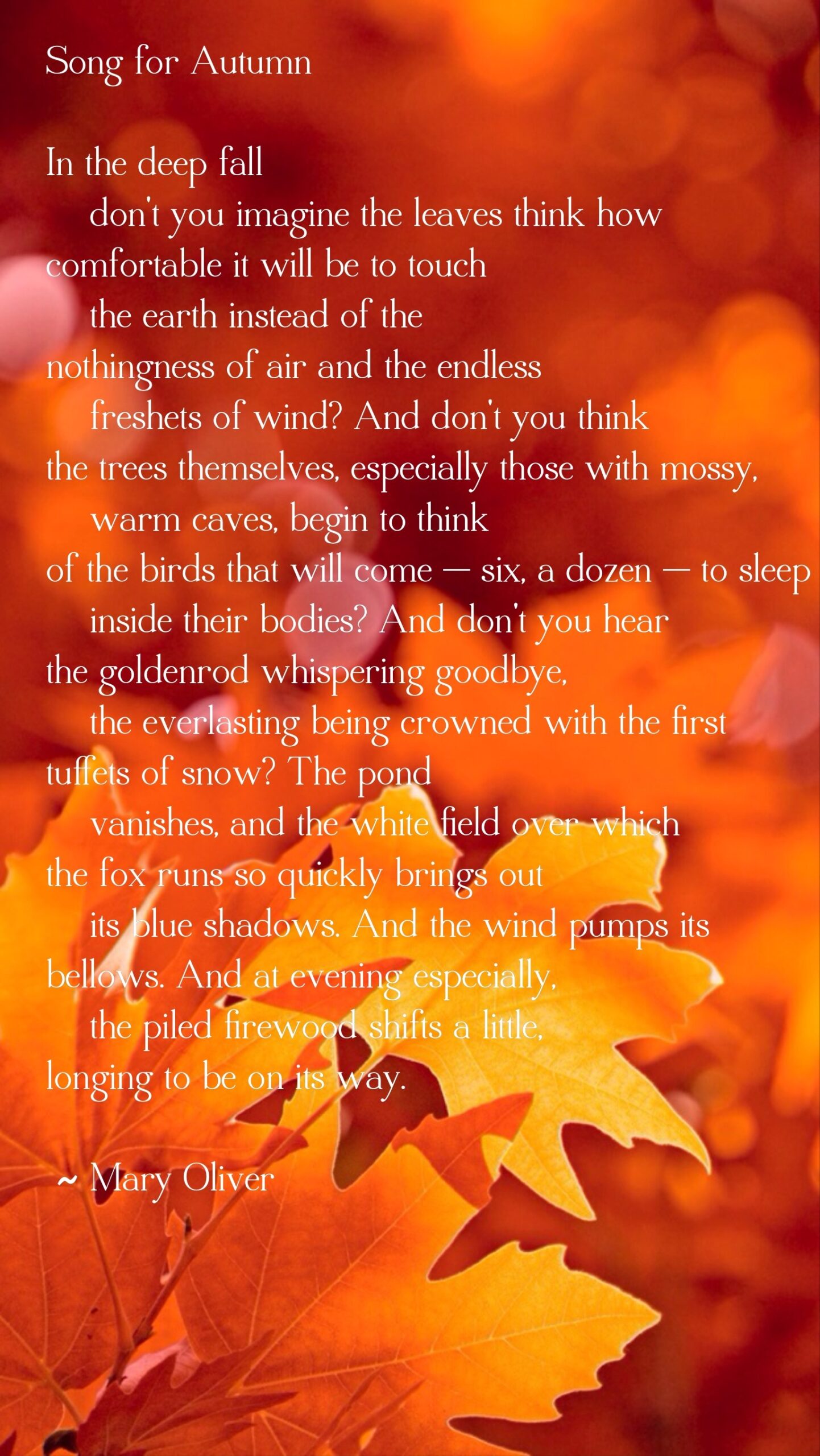 mary oliver poem for thanksgiving mary oliver poem for thanksgiving