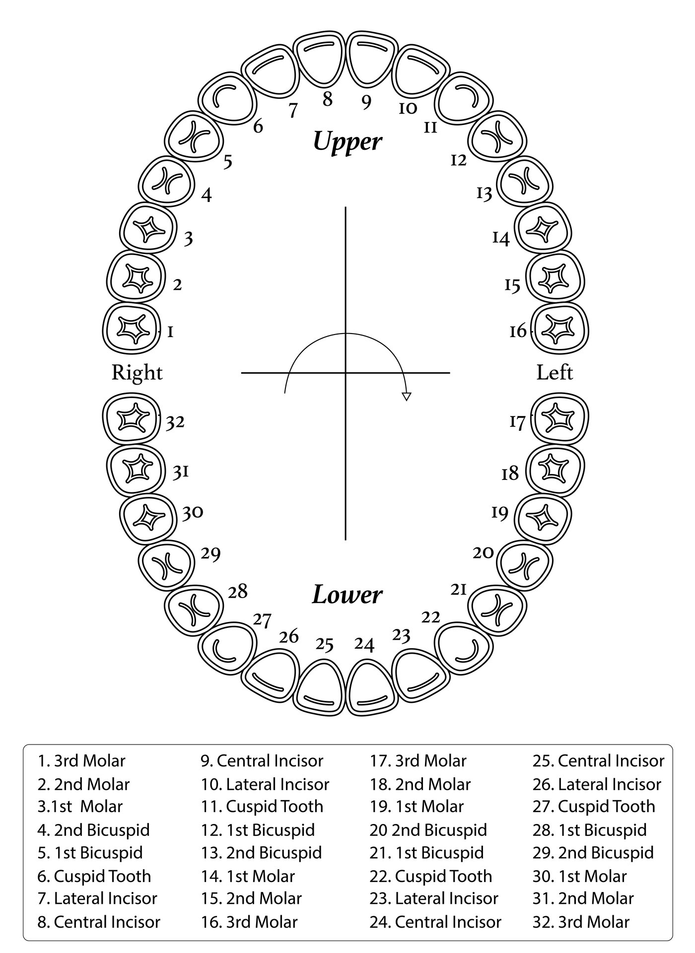 Post Tooth Chart Printable Full Sheet 390174 Post Tooth Chart Printable Full Sheet 390174