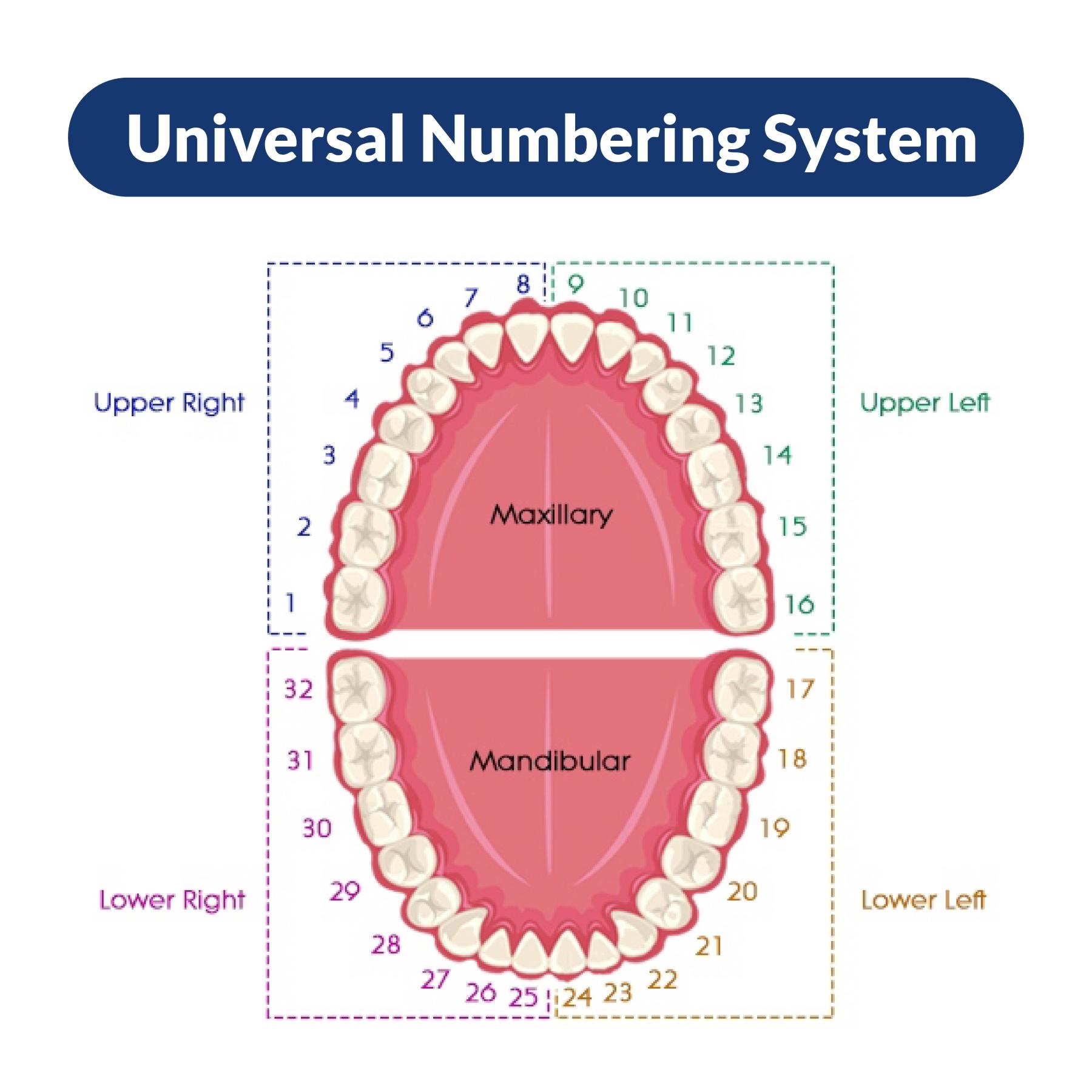 Teeth Chart 101 How Dentists Identify Your Teeth Sani Dental Group Teeth Chart 101 How Dentists Identify Your Teeth Sani Dental Group