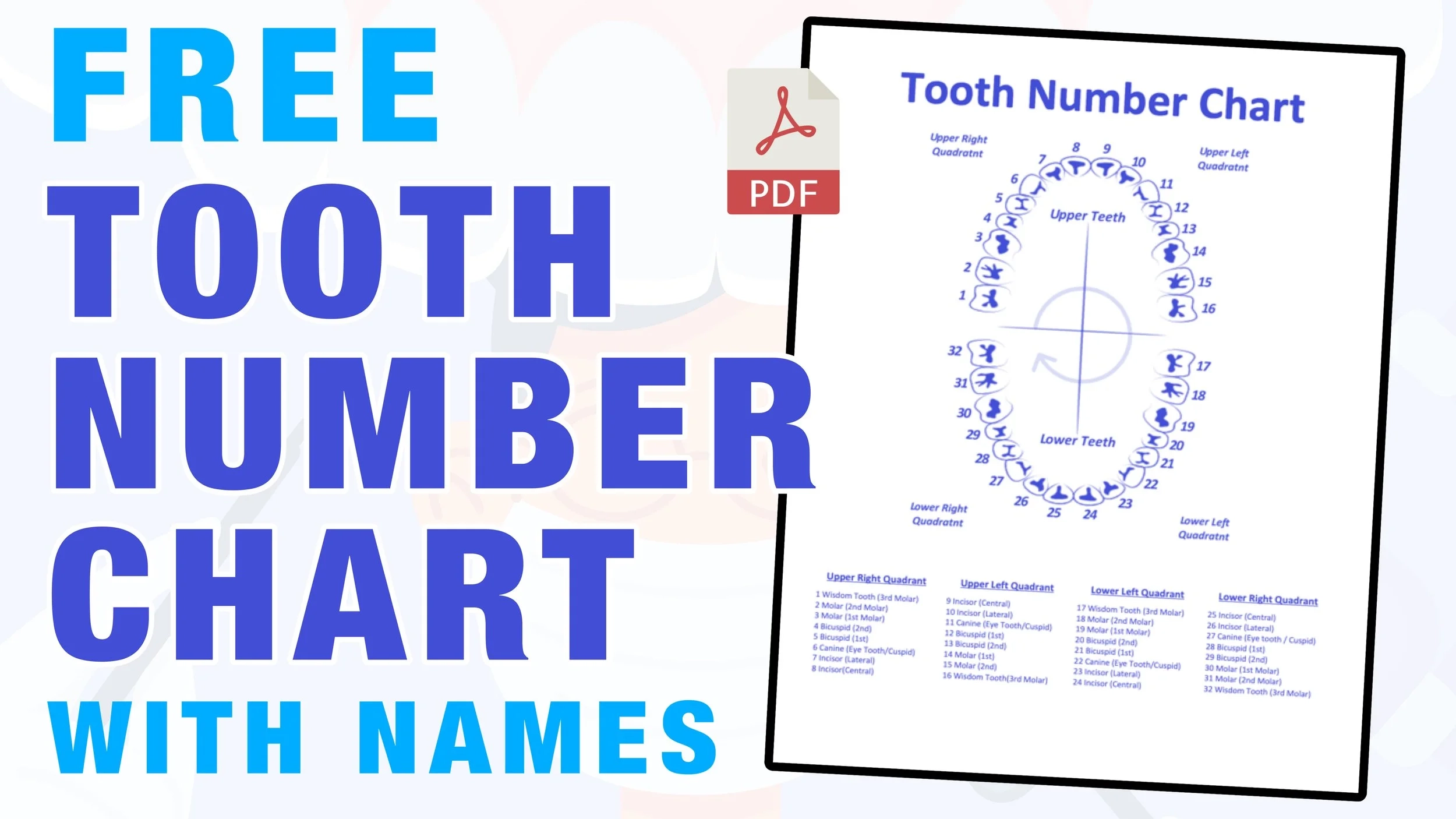 Tooth Number Chart Teeth Numbers Tooth Number Chart Teeth Numbers