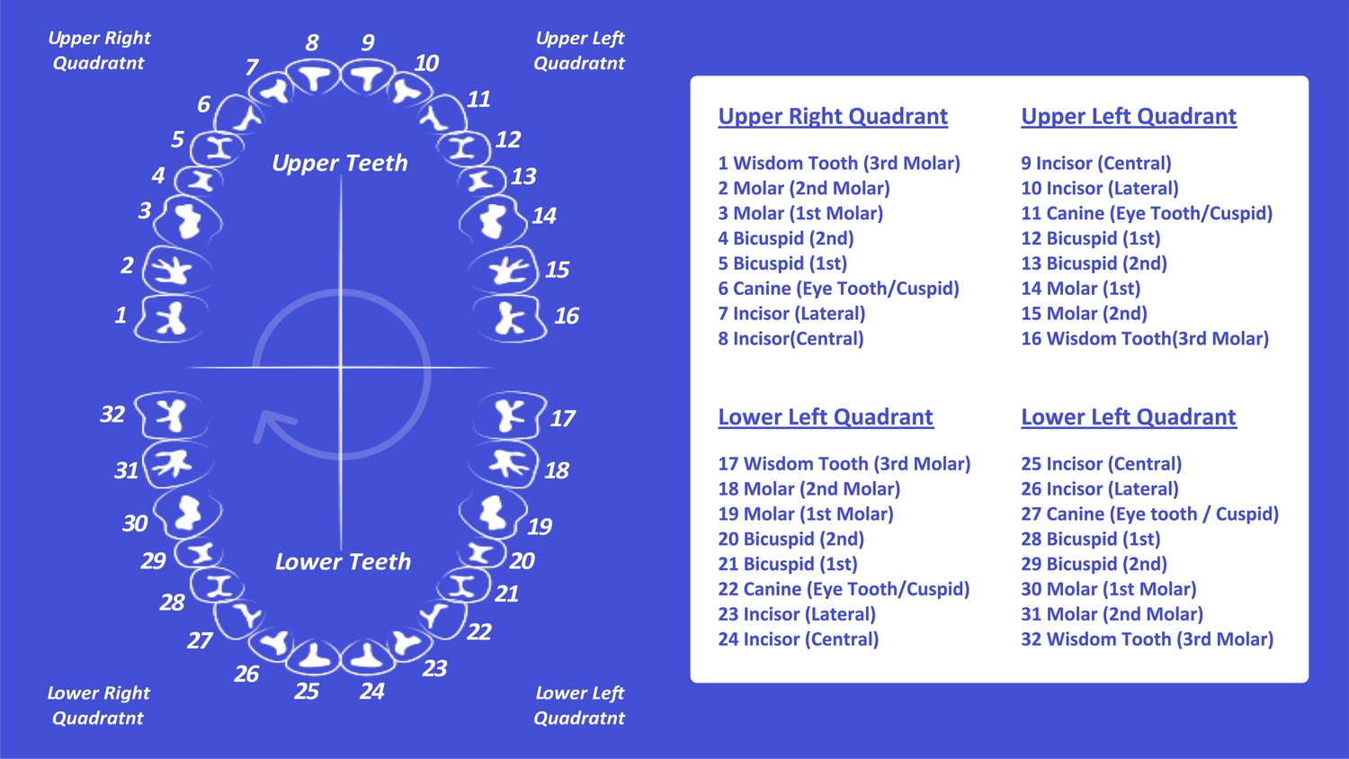 Tooth Number Chart Teeth Numbers